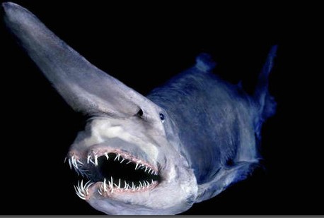 scary looking shark image