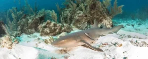 Bucket List Checklist: Shark Sanctuaries You Must Visit