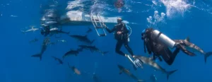 How To Have A Job Working With Sharks