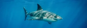 The Impressive Biological Adaptations Of Great White Sharks