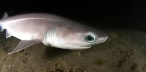 All About Sharks Of The Deep