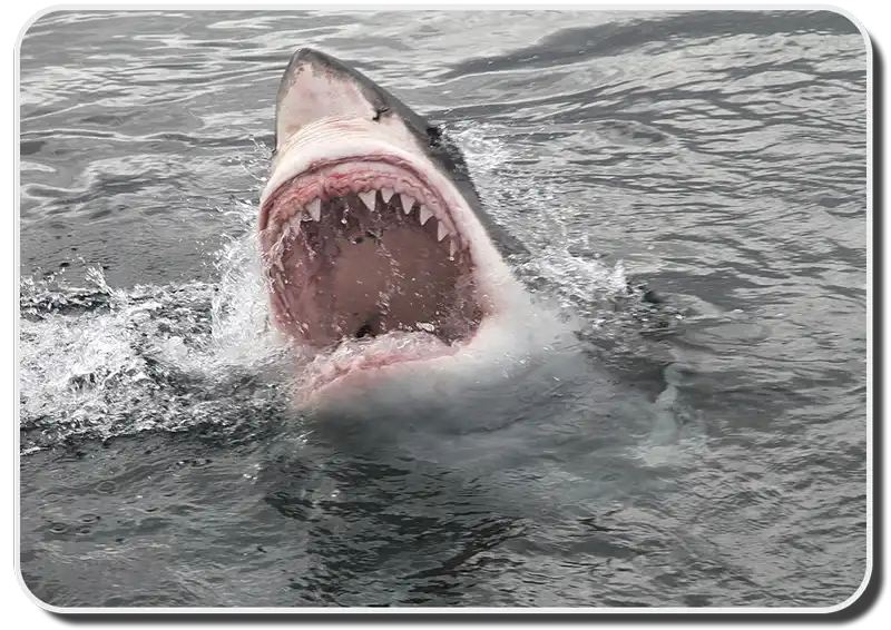 50 cool facts about great white sharks