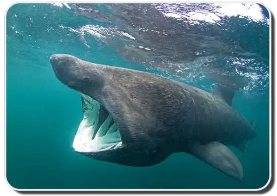 Basking Shark image