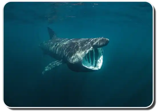 The Basking Shark