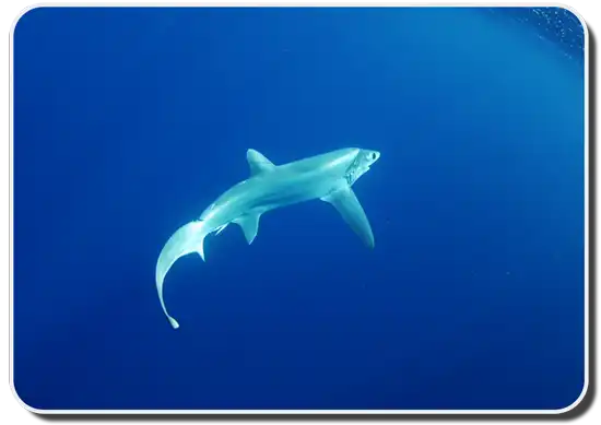 Bigeye Thresher Shark image
