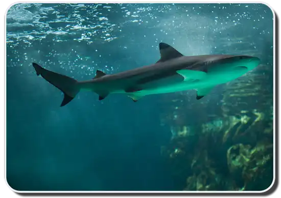 Blacktip Reef Shark Image