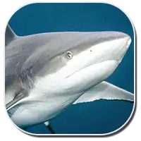 TYPES OF SHARKS Blacktip Reef Shark
