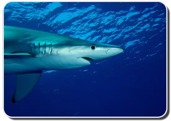 Blue Shark Facts