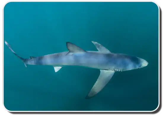 Blue Shark Size