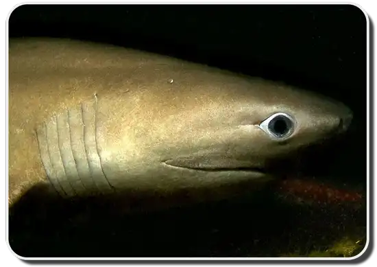 Bluntnose Sixgill Shark image