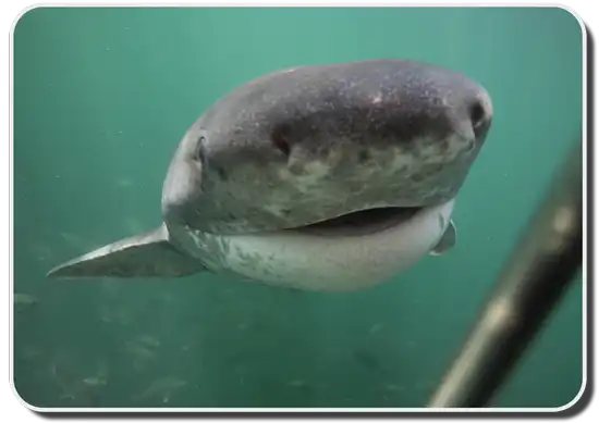 Broadnose Sevengill Shark image