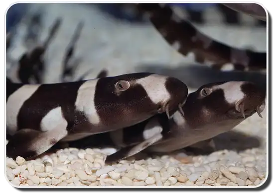 Brownbanded Bamboo shark picture