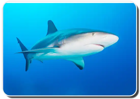 Caribbean Reef Shark Image