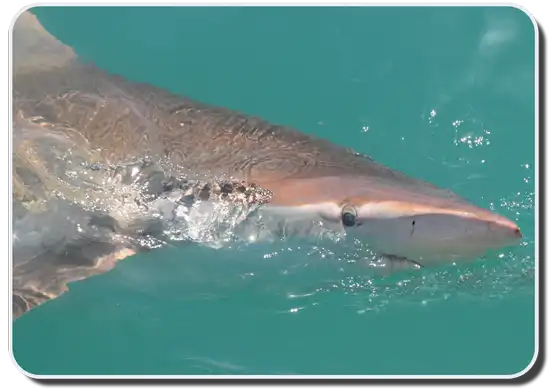 Copper Shark image