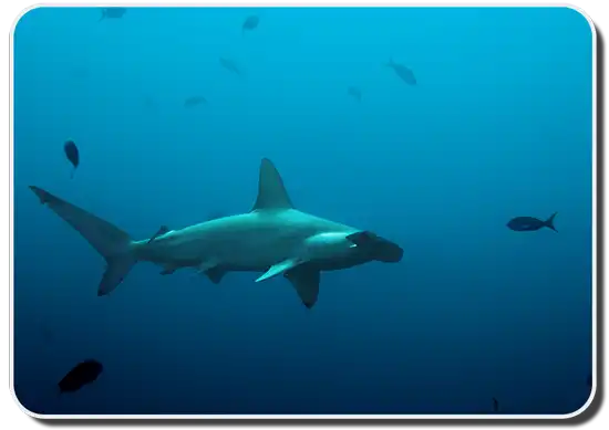 Facts About Hammerhead Sharks