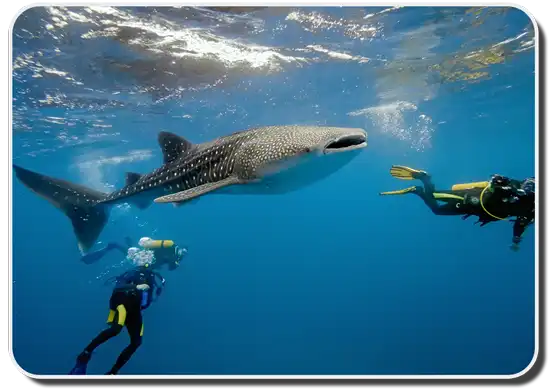 Fascinating Whale Sharks Facts