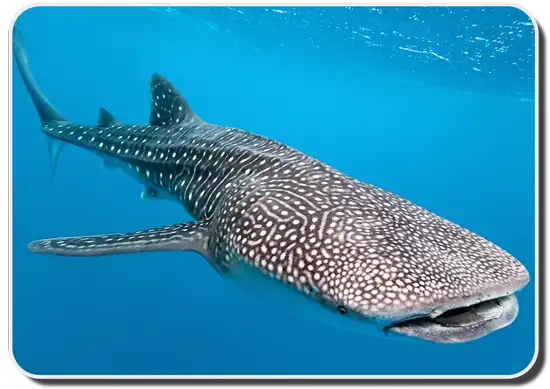 Fintastic Whale Shark Facts