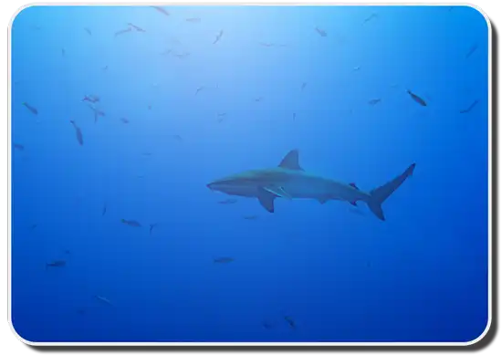 Galapagos Shark image