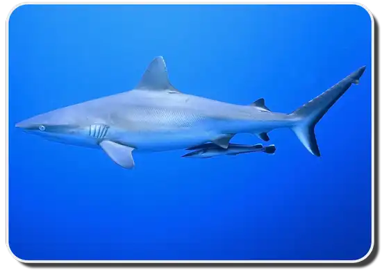 Gray Reef Shark Facts