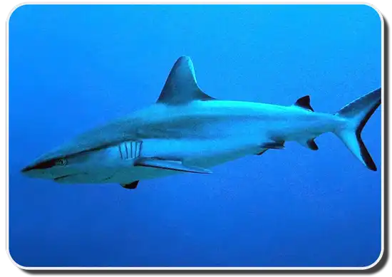 Gray Reef Shark Info
