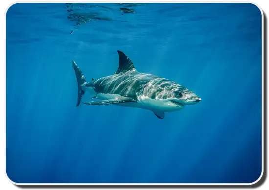 Great White Shark Reproduction