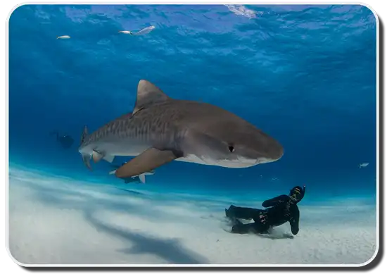 Important Facts About Tiger Sharks