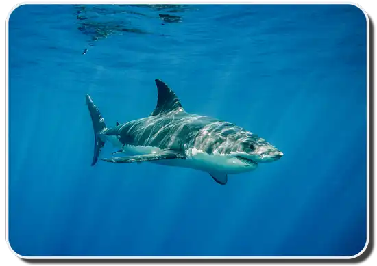 Information About Sharks - Characteristics and Behavior