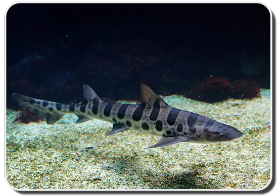 Leopard Shark Facts