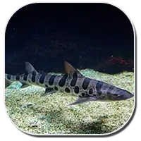 Leopard Shark image