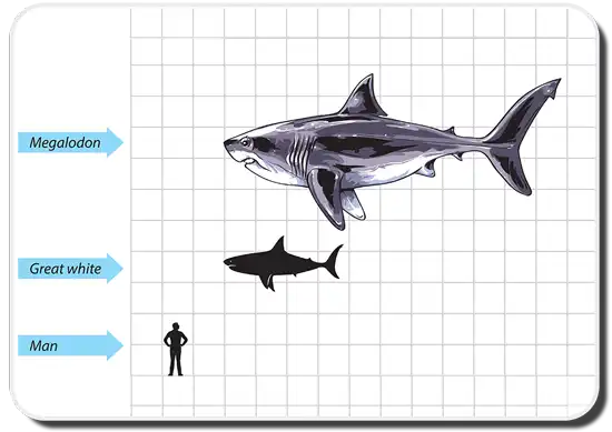 A Timeline Of Shark Evolution