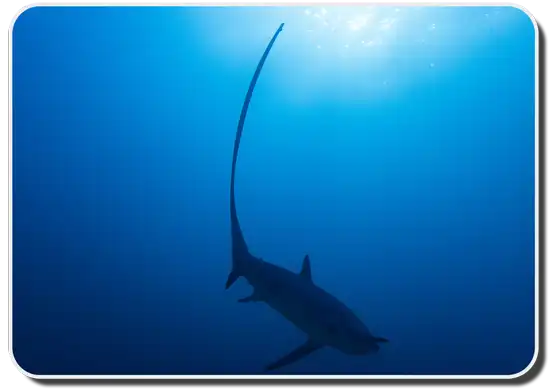 Pelagic Thresher Shark