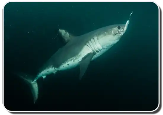 Salmon Shark image
