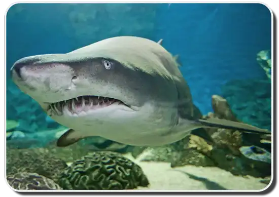 Sand Shark Facts
