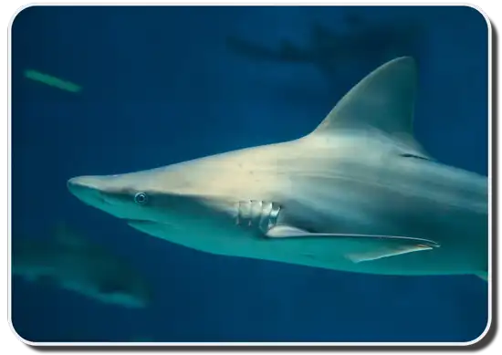 Sandbar Shark image