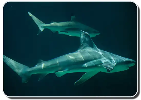 Sandbar Shark picture