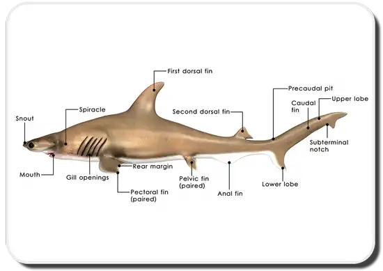 Shark Anatomy Diagram