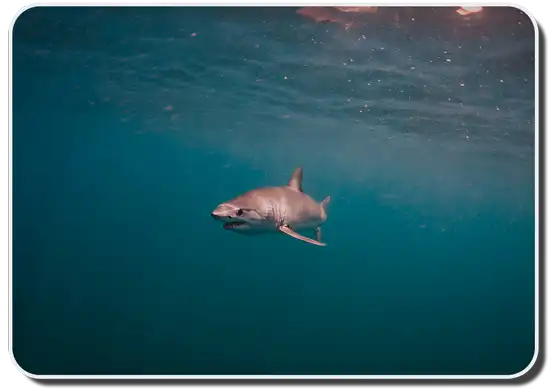 Shortfin Mako Shark image