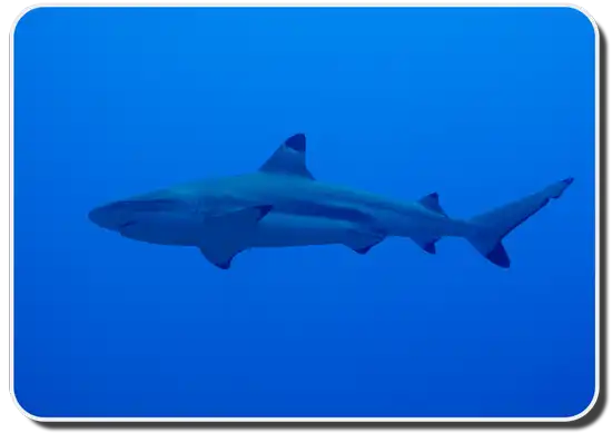 Silvertip Shark image