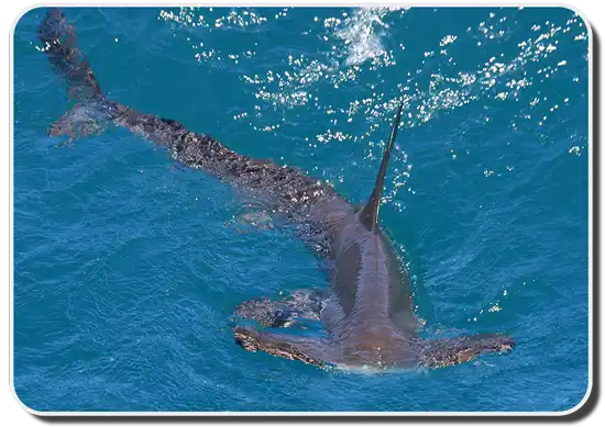 Smooth Hammerhead Shark image