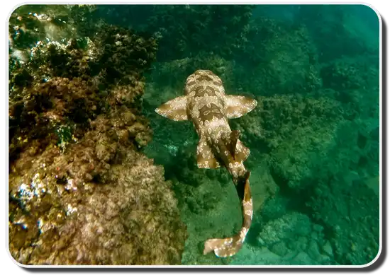 Spotted Wobbegong Shark
