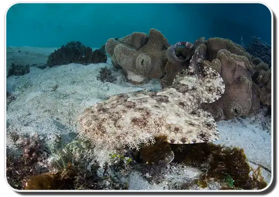 Tasselled Wobbegong picture