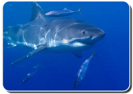 Are Sharks Social?