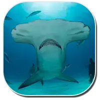Great Hammerhead Shark image