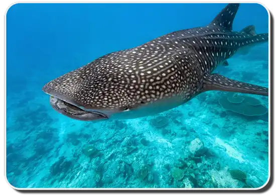The Whale Shark - X46 Facts, Habitat, Social Behavior & Humans Interaction  - Shark Sider