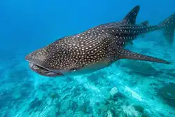 Whale shark picture