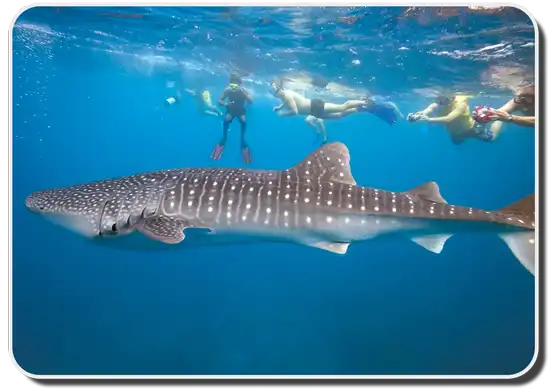Whale shark picture