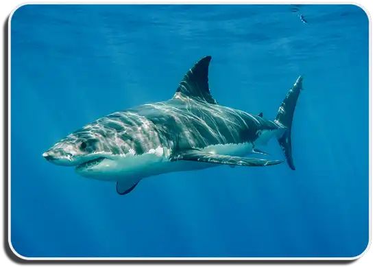 White Pointer Shark image