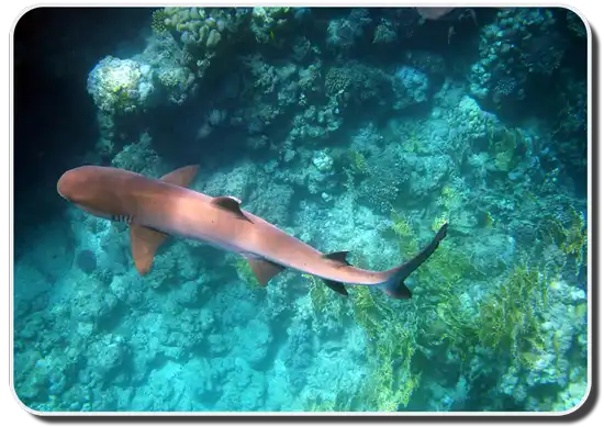 Whitetip Reef Shark Facts
