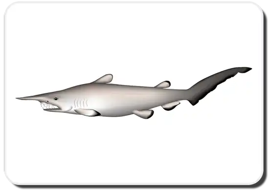 goblin shark image