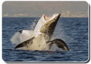 great white shark breaching